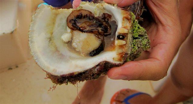 My Schinoussa: Fresh Oysters!!
